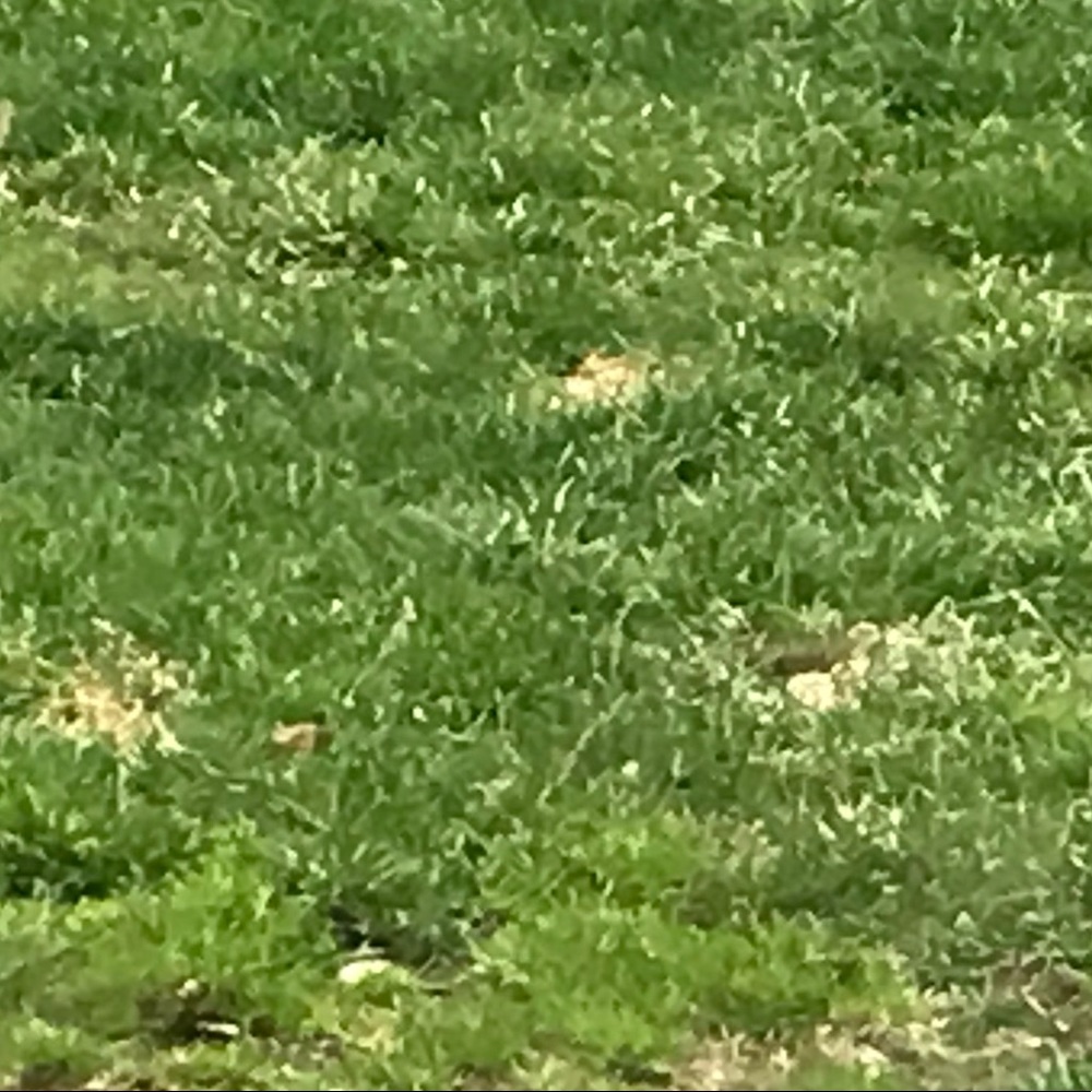 Meet your Posher, Shelly